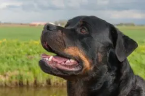 A dog who might encounter a dog bite lawyer