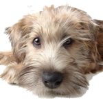 Dog Bite Lawyer
