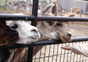 Person feeding farm animals through a fence
